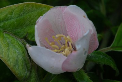 Cydonia oblonga - kdouloň obecná - květ